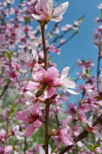 ÜNNEPELJÜK AZ 50. FÖLD NAPJÁT!